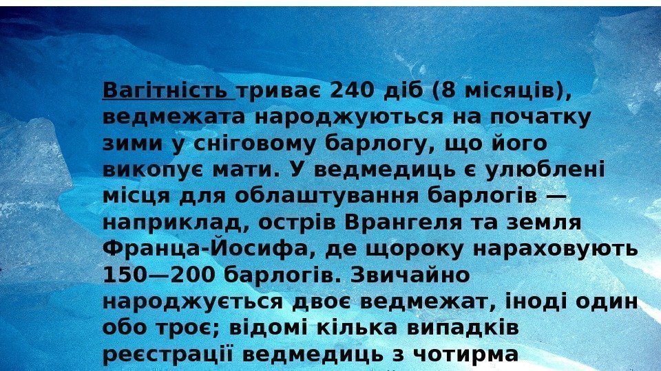 Вагітність триває 240 діб (8 місяців),  ведмежата народжуються на початку зими у сніговому
