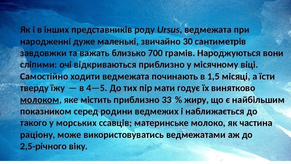 Як і в інших представників роду Ursus ,  ведмежата при народженні дуже маленькі,