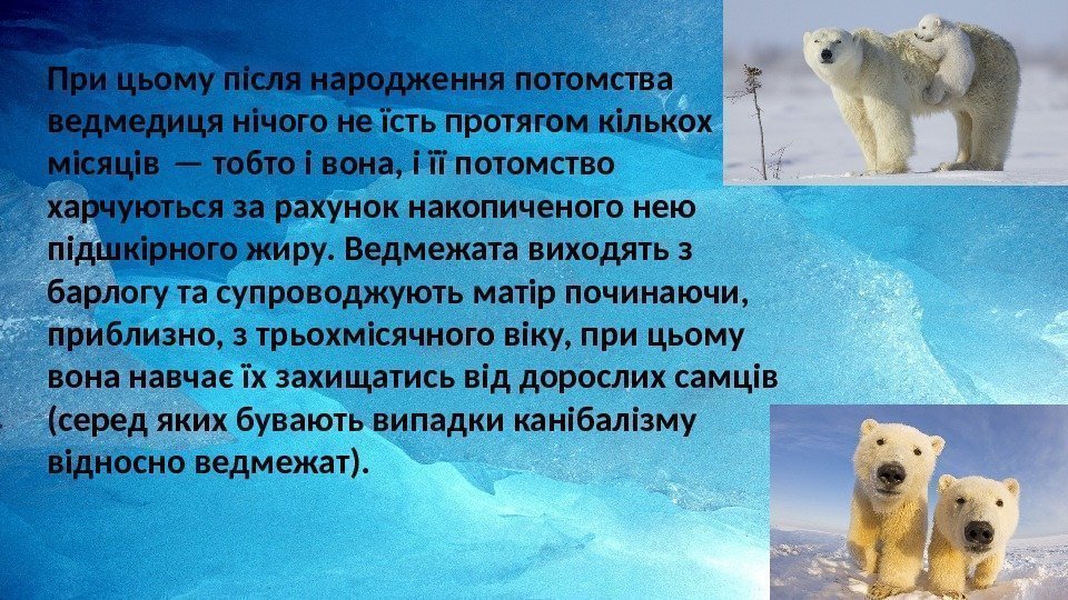 При цьому після народження потомства ведмедиця нічого не їсть протягом кількох місяців — тобто