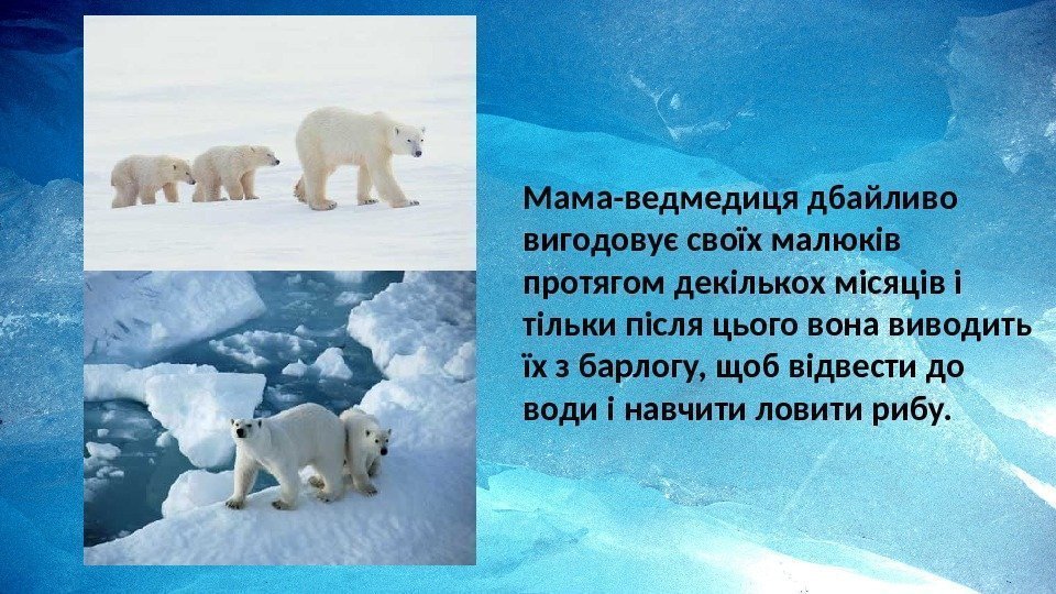 Мама-ведмедиця дбайливо вигодовує своїх малюків протягом декількох місяців і тільки після цього вона виводить