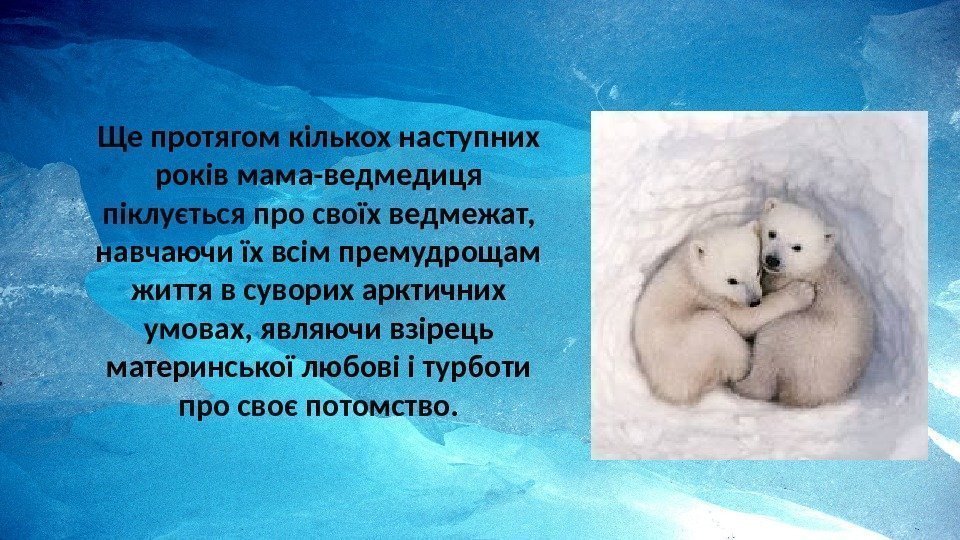 Ще протягом кількох наступних років мама-ведмедиця піклується про своїх ведмежат,  навчаючи їх всім