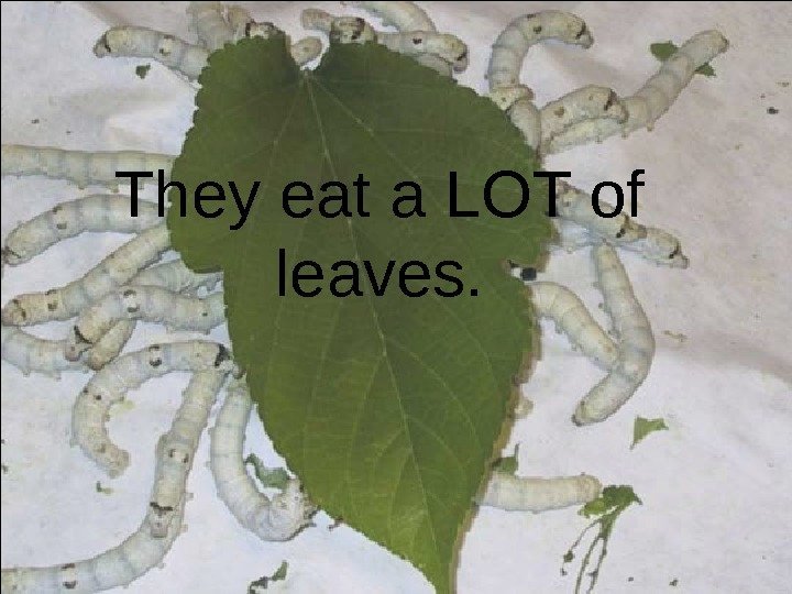 They eat a LOT of leaves.  