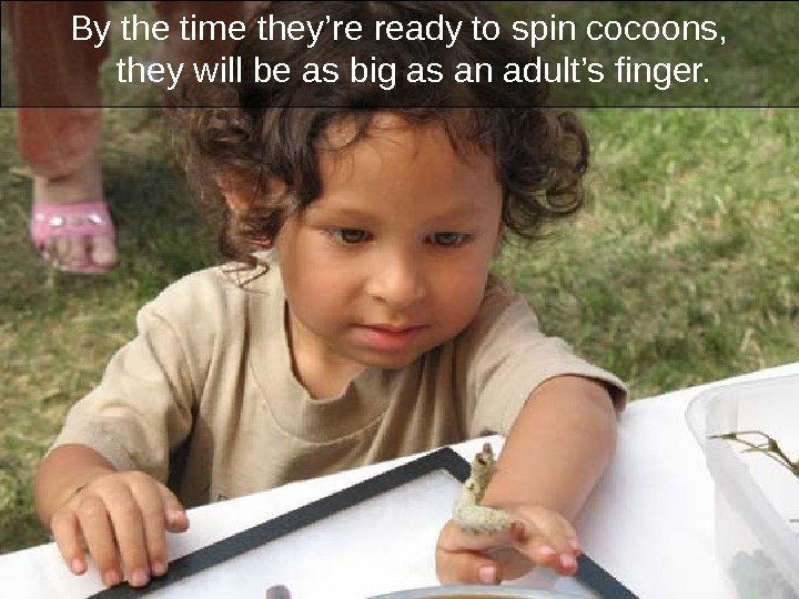 By the time they’re ready to spin cocoons,  they will be as big