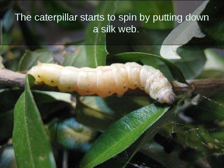 The caterpillar starts to spin by putting down a silk web.  