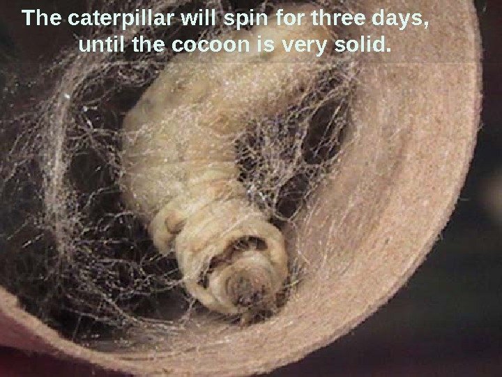 The caterpillar will spin for three days,  until the cocoon is very solid.