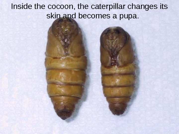 Inside the cocoon, the caterpillar changes its skin and becomes a pupa. 