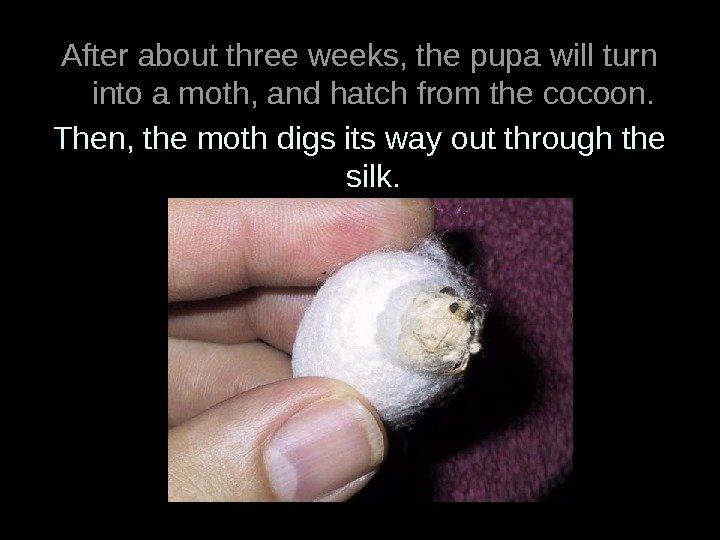 After about three weeks, the pupa will turn into a moth, and hatch from