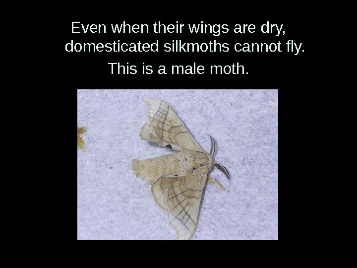 Even when their wings are dry,  domesticated silkmoths cannot fly. This is a