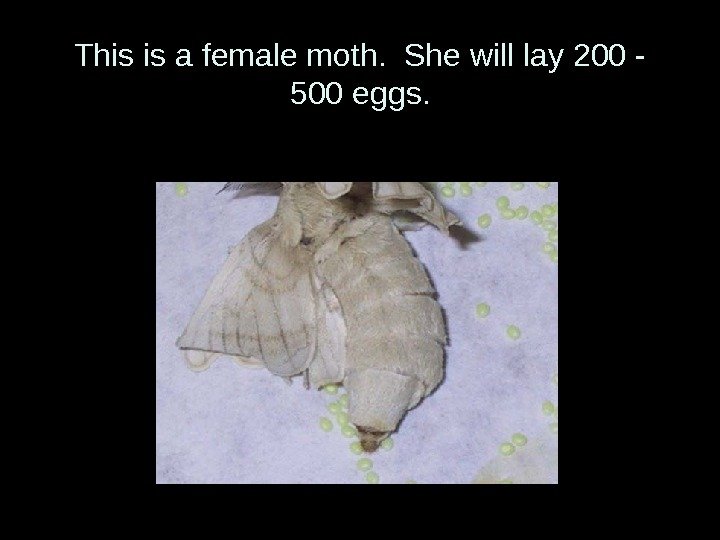 This is a female moth.  She will lay 200 - 500 eggs. 