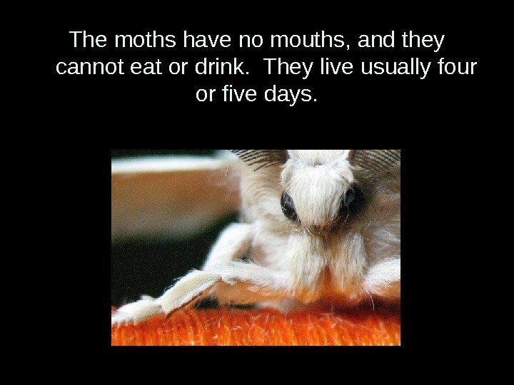 The moths have no mouths, and they cannot eat or drink.  They live
