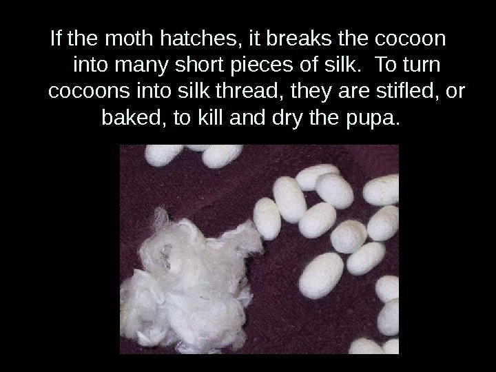 If the moth hatches, it breaks the cocoon into many short pieces of silk.