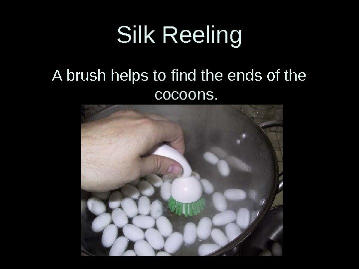 Silk Reeling A brush helps to find the ends of the cocoons. 