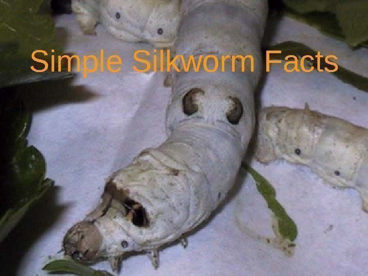 Simple Silkworm Facts 