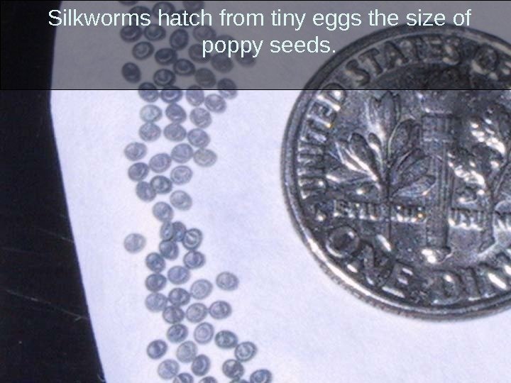 Silkworms hatch from tiny eggs the size of poppy seeds.  