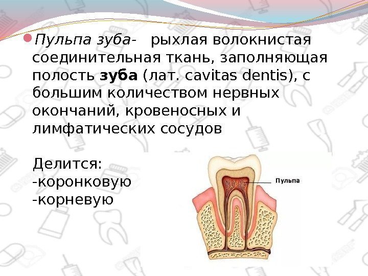  Пульпа зуба-. .  рыхлая волокнистая соединительная ткань, заполняющая полость зуба (лат. cavitas