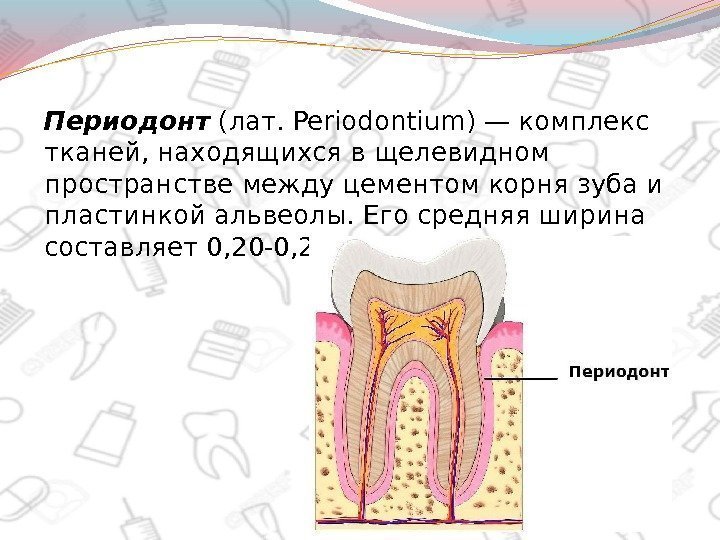 Периодонт (лат. Periodontium) — комплекс тканей, находящихся в щелевидном пространстве между цементом корня зуба