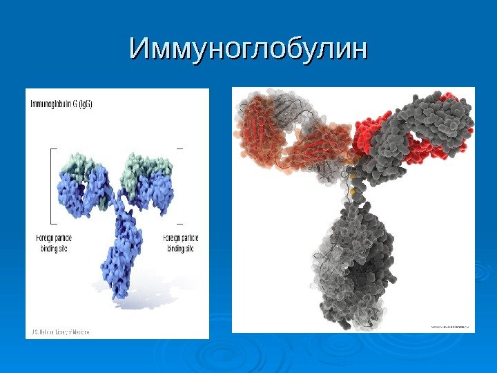 Иммуноглобулин 