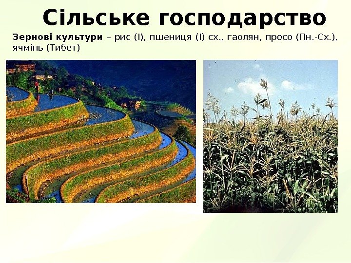 Сільське господарство Зернові культури – рис (І),  пшениця (І) сх. ,  гаолян,