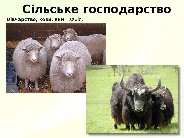 Сільське господарство Вівчарство, кози, яки – захід. 
