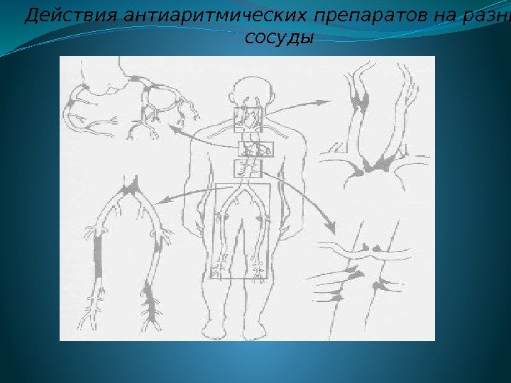 Действия антиаритмических препаратов на разные сосуды 