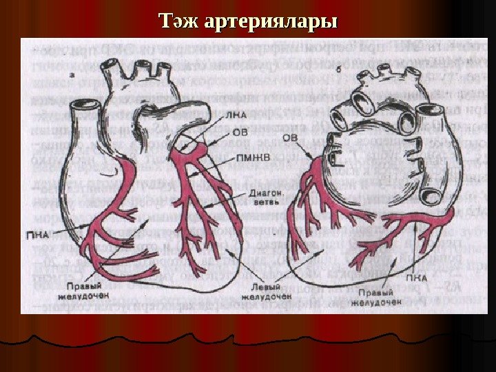 Т ж артерияларыә 