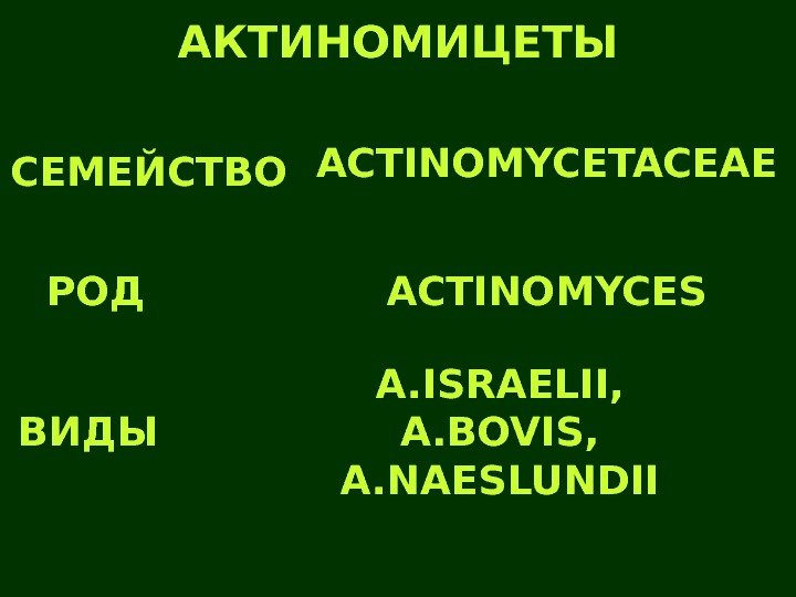   АКТИНОМИЦЕТЫ ACTINOMYCETACEAE ACTINOMYCES A. ISRAELII, A. BOVIS, A. NAESLUNDIIСЕМЕЙСТВО РОД ВИДЫ 