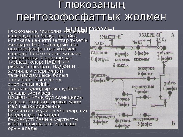   Глюкозаның пентозофосфаттык жолмен ыдырауы   Глюкозаның гликолиз жолымен ыдырауынан басқа, арнайы,