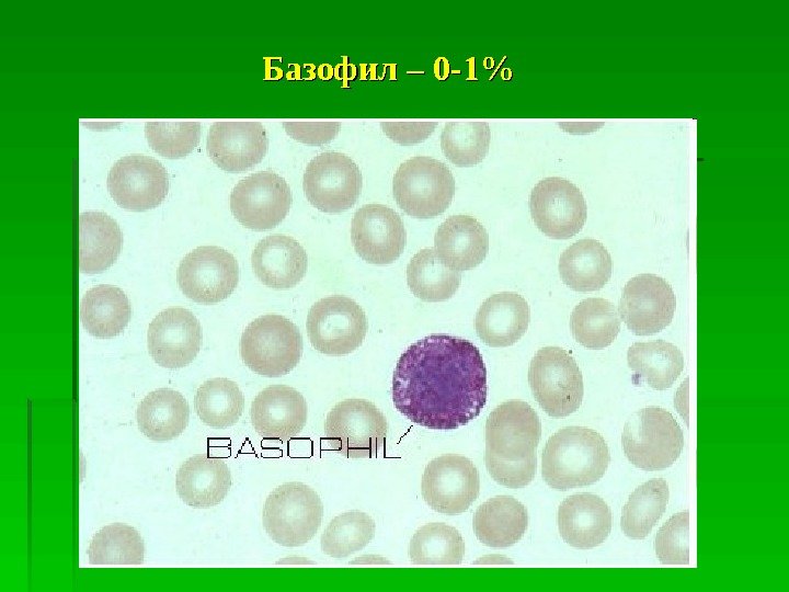   Базофил – 0 -1   