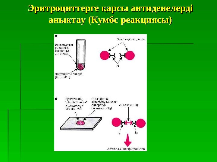   Эритроциттерге арсы антиденелерді қ аны тау (Кумбс реакциясы) қаны тау (Кумбс реакциясы)қ