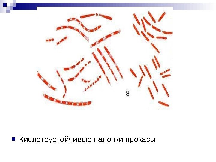 Кислотоустойчивые микобактерии. Кислотоустойчивые бактерии. Кислотоустойчивые бактерии микробиология. Микобактерии группировка.