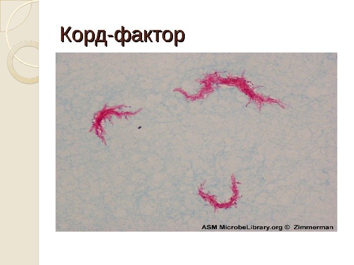 Корд-фактор 