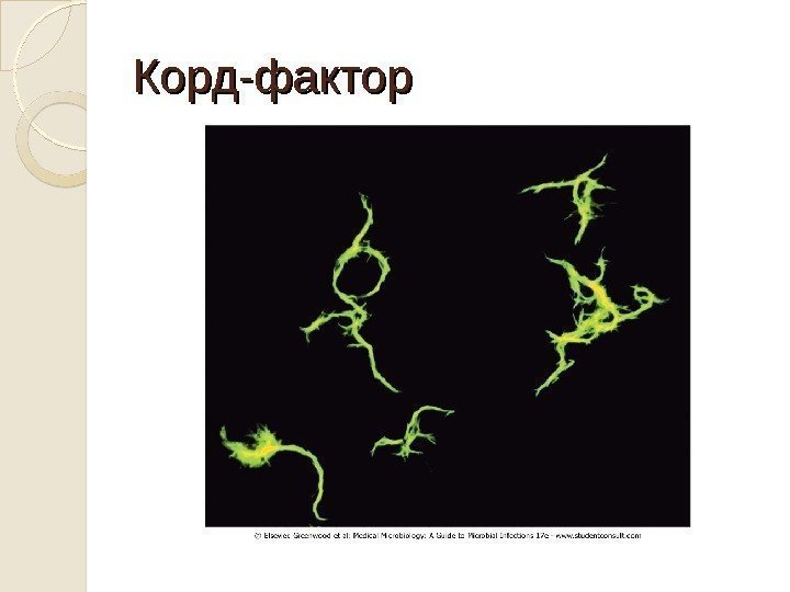 Корд-фактор 