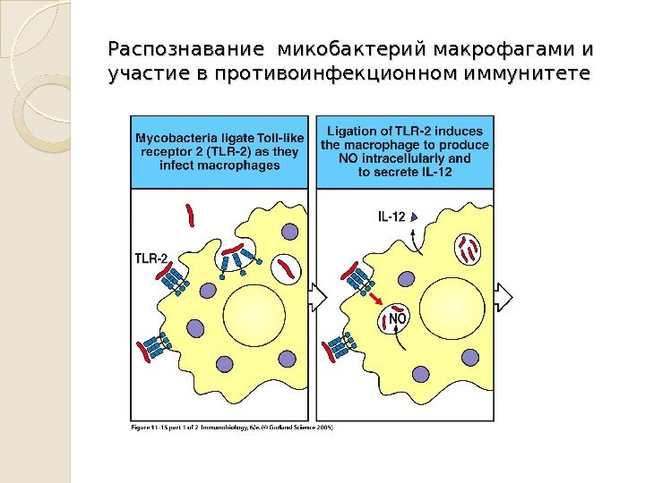 Распознавание микобактерий макрофагами и участие в противоинфекционном иммунитете 