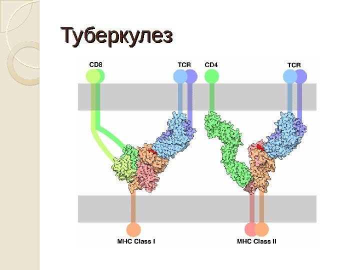 Туберкулез 