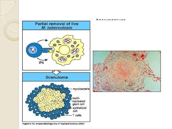           формирование   