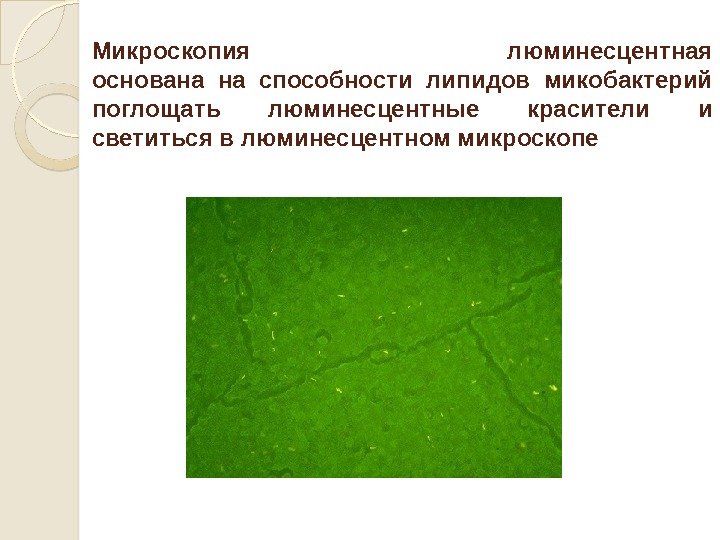Микроскопия  люминесцентная основана на способности липидов микобактерий поглощать люминесцентные красители и светиться в