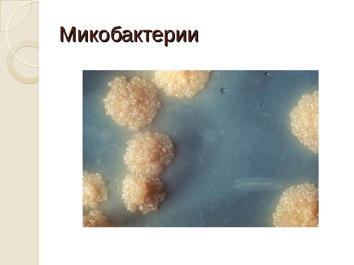 Микобактерии 