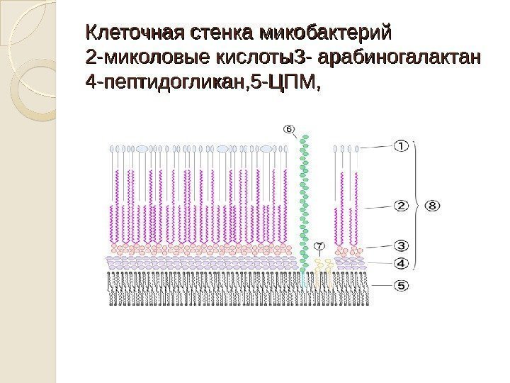 Строение микобактерии туберкулеза схема