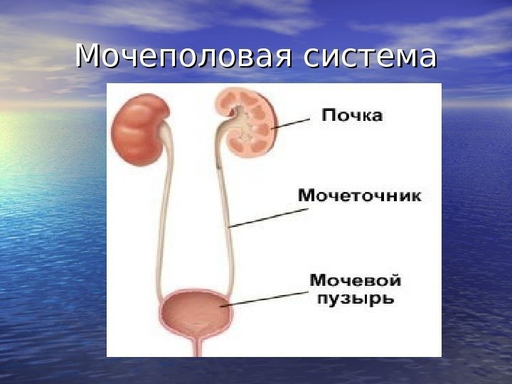 Женская мочеполовая система в картинках