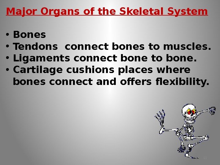Major Organs of the Skeletal System • Bones • Tendons connect bones to muscles.