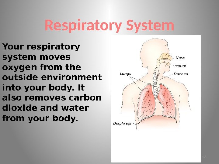 Respiratory System Your respiratory system moves oxygen from the outside environment into your body.