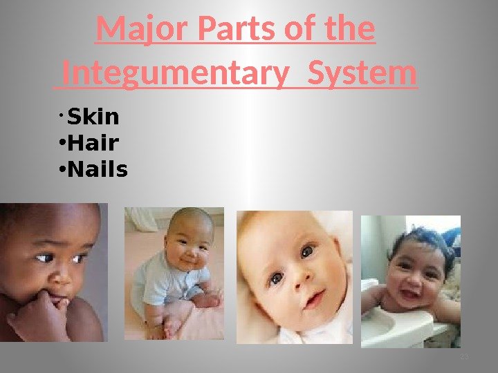 Major Parts of the  Integumentary System •  Skin • Hair  •