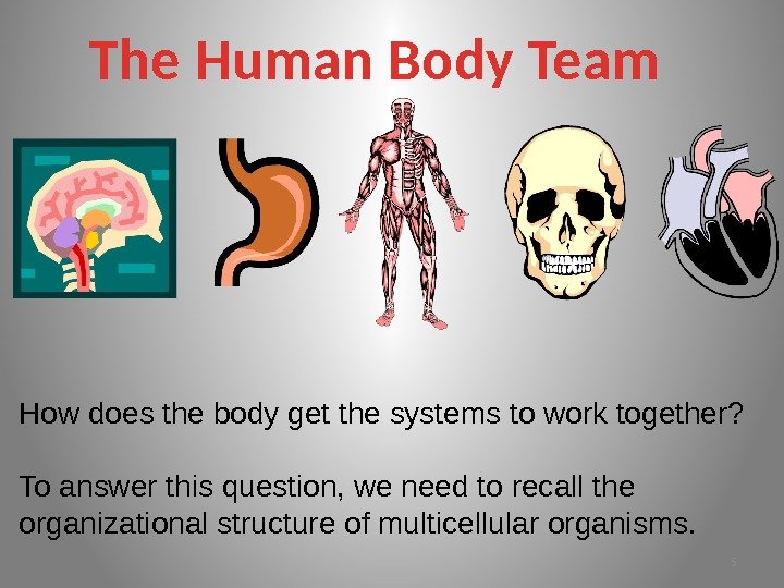 The Human Body Team How does the body get the systems to work together?