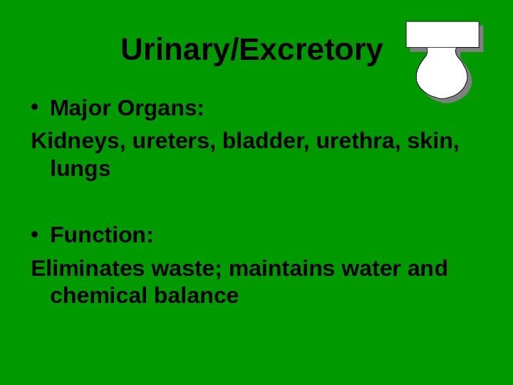 Urinary/Excretory  • Major Organs: Kidneys, ureters, bladder, urethra, skin,  lungs  •