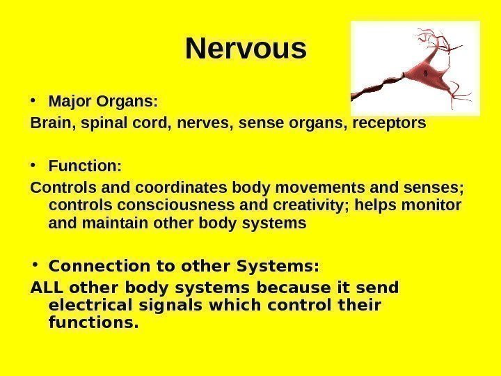 Nervous  • Major Organs: Brain, spinal cord, nerves, sense organs, receptors  •