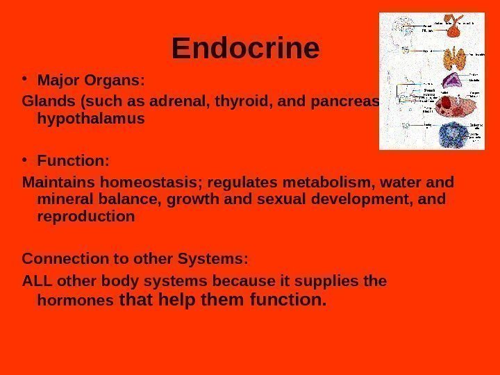 Endocrine  • Major Organs: Glands (such as adrenal, thyroid, and pancreas),  hypothalamus