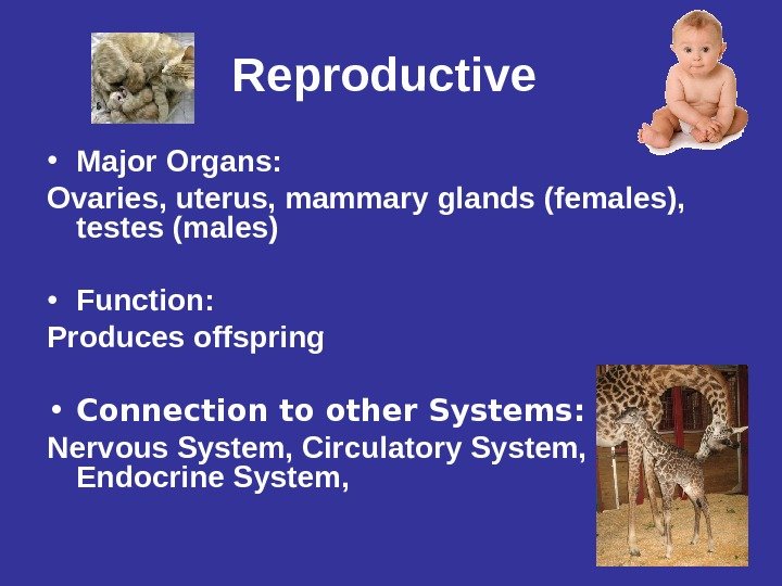 Reproductive  • Major Organs: Ovaries, uterus, mammary  glands (females),  testes (males)