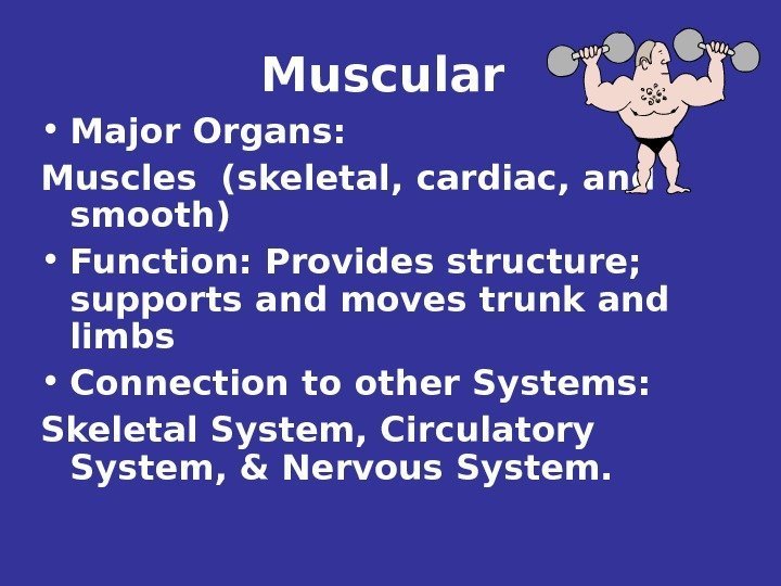 Muscular  • Major Organs: Muscles (skeletal, cardiac, and smooth)  • Function: Provides