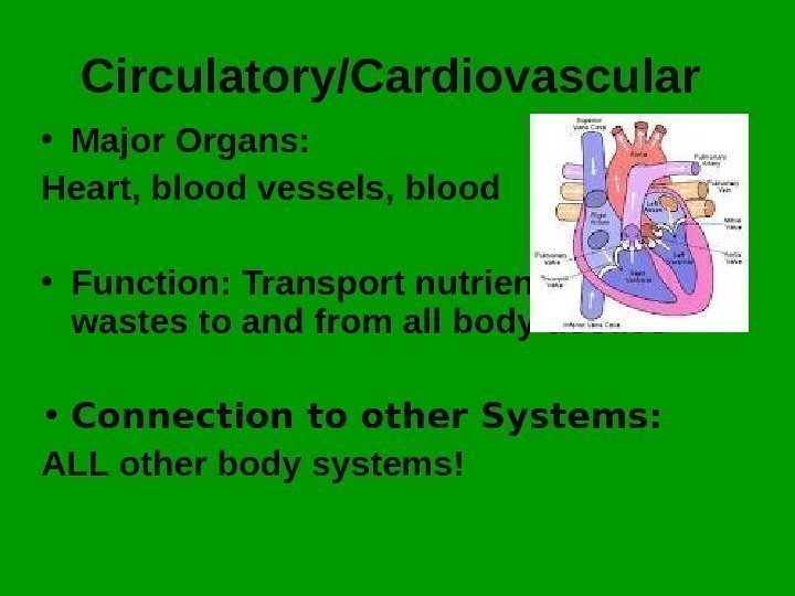 Circulatory/Cardiovascular  • Major Organs: Heart, blood vessels, blood  • Function: Transport nutrients
