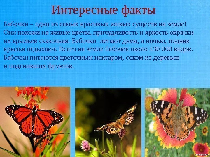 Интересные факты Бабочки – одни из самых красивых живых существ на земле! Они похожи
